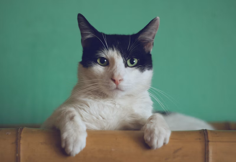 Die besten Katzenversicherungen 2026 - Featured Image